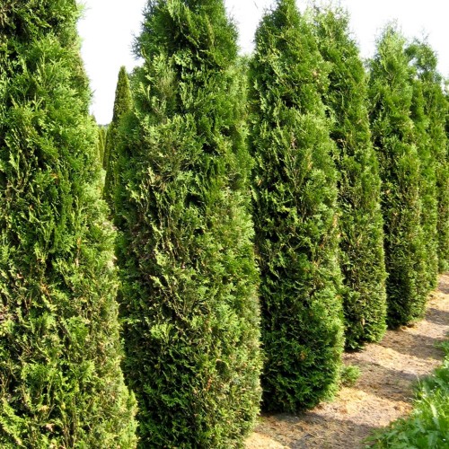 Thuja occidentalis 'Columna' - Harilik elupuu 'Columna' C2/2L Thuja occidentalis 'Columna' - Harilik elupuu 'Columna' C2/2L
